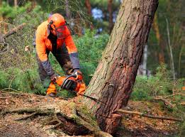  Whittingham, NJ Tree Care Pros