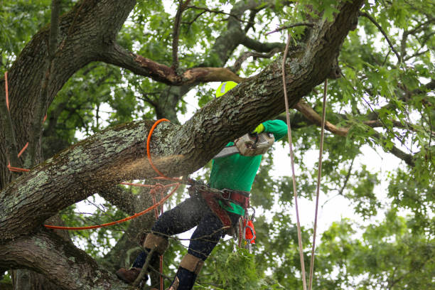 Leaf Removal in Whittingham, NJ