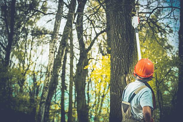 How Our Tree Care Process Works  in  Whittingham, NJ