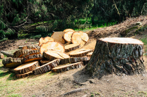 How Our Tree Care Process Works  in  Whittingham, NJ